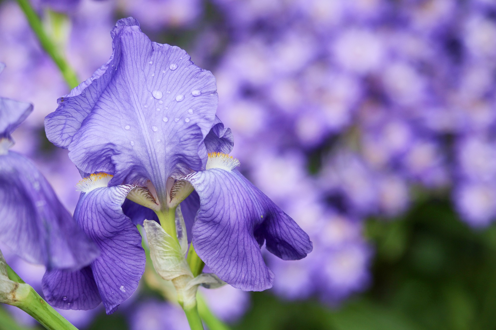 Practical Application of Python in Data Science – Case Study#1 : EDA on IRIS Flower